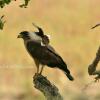 Отель Ceylon Wild Safaris Yala, фото 40