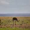 Отель H12 Elephant Gorge Camp, фото 10