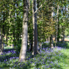 Отель Hollicarrs - Wildflower Lodge, фото 17