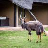 Отель Premier Resort Mpongo Private Game Reserve, фото 41