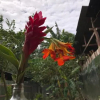 Отель Ayahuaska, фото 17