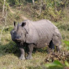 Отель Rhinoceros - Homestay, фото 1