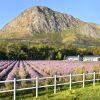 Отель Lavender Farm Guest House, фото 2