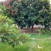 Отель The Plantation Gambia, фото 16