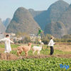 Отель Yueshan Yushui Holiday Homestay (Yangshuo Yulonghe Tourism Resort Xiayu Wharf Branch), фото 8