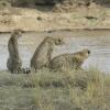 Отель Mara River Camp, фото 31