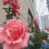 Отель Luoyang Chenyunge Homestay, фото 7
