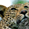 Отель Leopard Hills Private Game Reserve, фото 20