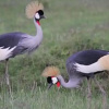 Отель Osero Enarau Camp, фото 20