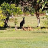 Отель Lake Weyba Noosa Lodge & Kangaroos, фото 24