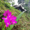 Отель Sinharaja Green Villa, фото 30
