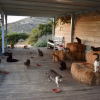Отель Cat Sanctuary 2-bed Villa in Gorgeous Delfini Bay, фото 4