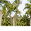 Отель Pullman Resort Xishuangbanna, фото 24