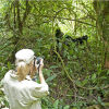 Отель Sanctuary Gorilla Forest Camp, фото 1