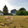 Отель Landhotel Sulzbacher Hof, фото 17