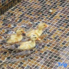 Отель Moganshan Xinqing Parent-child Garden Holiday Meisu, фото 9