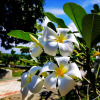 Отель La Plumerias, фото 27