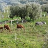 Отель Ryad des Vignes, фото 17