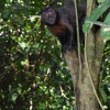 Отель Wimba Jungle Lodge, фото 46
