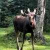 Отель Meandering Moose Lodging, фото 22