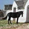 Отель Masseria Tagliente, фото 17