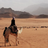 Отель Wadi Rum Firecamp, фото 15