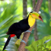 Отель Ecovital Costa Rica, фото 8