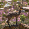 Отель Simbavati Cederberg Ridge, фото 22
