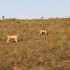 Отель Zulu Rock Lodge - Babanango Game Reserve, фото 39