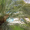 Отель Apartamento 3303 - Royal Marine I Xaloc 336, фото 1