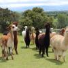 Отель Gallin Farm Alpacas, фото 17