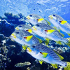 Отель Coral Sea Dreaming Dive and Sail, фото 1