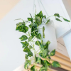 Отель Cozy Modern Nest in the Heart of Vienna with Netflix, фото 15
