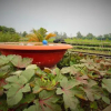 Отель Flower Village Homestay, фото 8