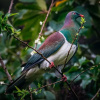 Отель Treetops - Forest Escape - Onetangi, фото 23