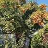 Отель Casas Holiday Playa Los Locos 2, фото 14