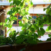 Отель Guesthouse Gavodolla, фото 8