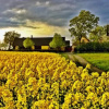Отель Gyllengården, фото 24