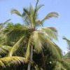 Отель Fairway Galle - Self catered luxury apartments, фото 15
