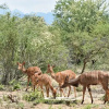 Отель Lowveld Escape, фото 11
