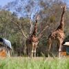 Отель Zoofari Lodge at Taronga Western Plains, фото 32