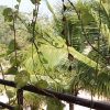 Отель Andreas Tulum Hotel, фото 12