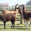 Отель Glamping With Llamas, фото 33