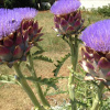 Отель Valeriana Apartment, фото 8
