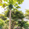 Отель XiaoCuixuanHomestay, фото 15
