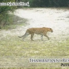 Отель Puttalam Thambapanni Resort, фото 9