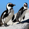 Отель Albatross Guest House, фото 11