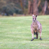 Отель Lake Crackenback Resort & Spa, фото 22
