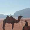 Отель Bedouin Nomads Adventures, фото 7