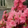Отель Villa Delle Camelie, фото 4